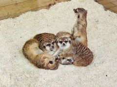 -大连森林动物园