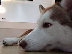 -Husky Go! 哈士奇体验馆·宠物咖啡厅狗咖