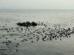 -深圳湾公园(南山区)