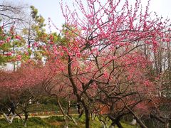 -青枫公园