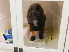 -瑞派·关忠动物医院·异宠专科·犬猫肿瘤·皮肤专科(望京店)