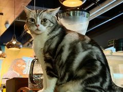 -咖法森林·咖啡  酒吧(天河店)