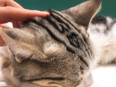 -飞行喵MR PILOT|猫舍·猫咖(静安大融城店)