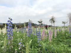 -天适樱花悠乐园