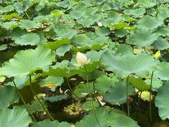 -上海醉白池公园