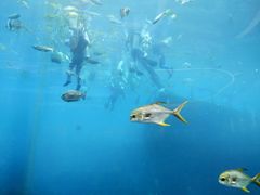 -瑞德姆美人鱼海底演艺主题餐厅(亚龙湾店)