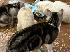 -猫猫幼稚园·撸猫·桌游·电玩