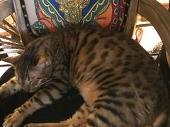 -more than meow吴止猫主题餐厅(承德 中船汇店)