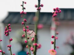 -香雪海