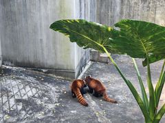 -昆明动物园
