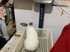 -东吴霸王兔(松青路店)
