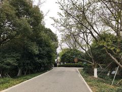-金鸡湖桃花岛