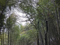 -西湖风景区十里琅珰-五云山