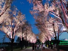 -朝阳公园