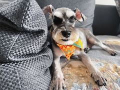 -宠福鑫康馨动物医院·骨科·眼科