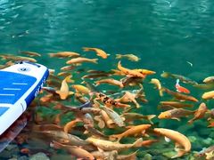 -青鱼湾水上乐园