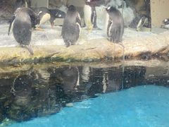 -哈尔滨波塞冬海底世界