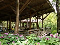 -西湖风景区-江洋畈生态公园