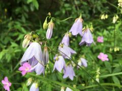 -白草畔自然风景区