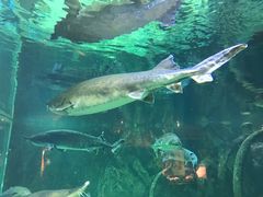 -华夏文旅海洋公园