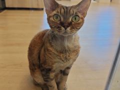 -有喵·猫咖·狗咖·30几只猫10只小狗(岗厦店)