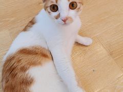 -猫咪派对(江南西店)