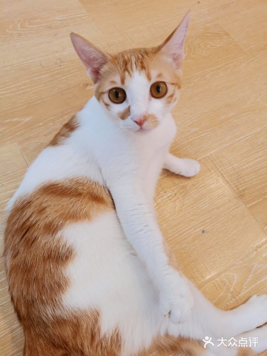 猫咪派对(江南西店)图片