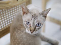 -共舞时光猫咖·狗咖(新街口店)