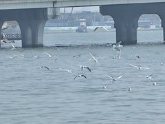 -蠡湖大桥公园