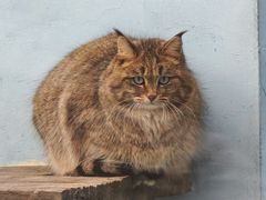 -青藏高原野生动物园