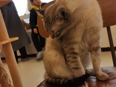 -共舞时光猫咖·狗咖(新街口店)