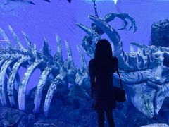 -哈尔滨波塞冬海底世界