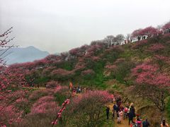 -新建村梅花