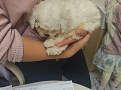 -安安宠医宠物医院·异宠·犬猫内科(岳阳分院)