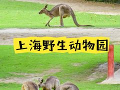 -上海野生动物园