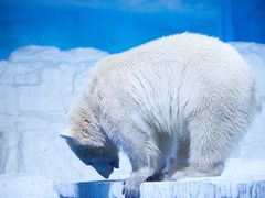 -大连老虎滩海洋公园