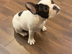 -柯斗斗主题餐厅·狗咖·围炉煮茶·茶饮(国瑞升平里店)