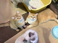 -大型宠物商超·宠海王国·宠物猫狗活体·用品·美容(新世界百货重庆店)