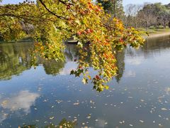 -上海共青森林公园