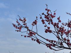 -香雪海