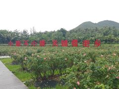 -亚龙湾国际玫瑰谷