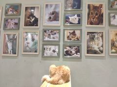 -藏猫猫咖啡主题馆(中央大道店)