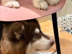 -Let's go狗咖·猫咖·奶狗·桌游(春熙路IFS店)