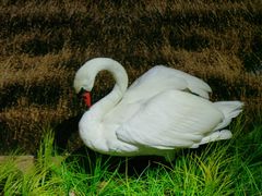 -北京麋鹿生态实验中心