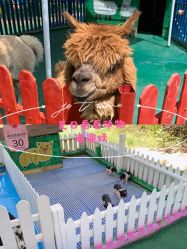 -萌宠亲子动物乐园(槐房万达店)