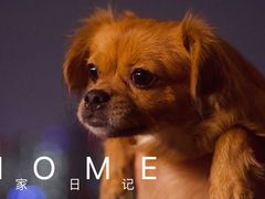 -成都爱之家动物救助中心
