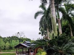 -金花茶公园