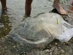 android_upload_pic-日照世帆赛基地