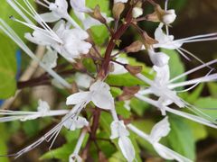-广州神农草堂中医药博物馆
