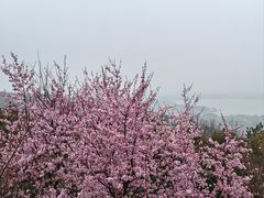 -香雪海